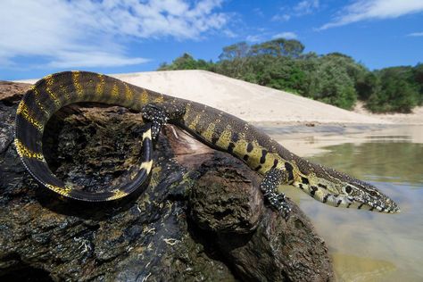 Nile Monitor, Eastern Cape South Africa, River Mouth, Water Monitor, Monitor Lizard, Africa Wildlife, Kingdom Animalia, Komodo Dragon, Eastern Cape