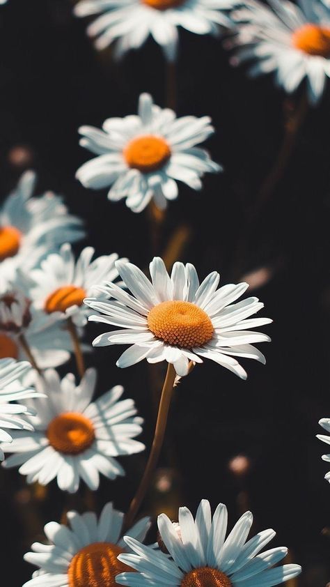 Flor Iphone Wallpaper, Sunflower Iphone Wallpaper, Whats Wallpaper, Daisy Wallpaper, Flowers Photography Wallpaper, Flower Iphone Wallpaper, Sunflower Wallpaper, White Daisies, 수채화 그림