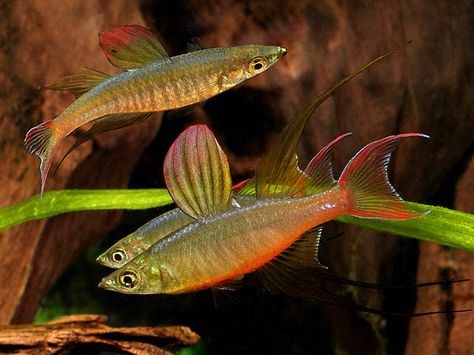 Klein Aquarium, Goby Fish, The Rainbow Fish, Ikan Air Tawar, Aqua Tank, Ocean Aquarium, Tropical Aquarium, Freshwater Aquarium Fish, Rainbow Fish