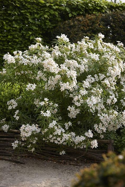 Choisya Ternata, Small Front Gardens, Clematis Montana, London Garden, Garden Shrubs, Landscape Plan, Spring Plants, Plant Aesthetic, Evergreen Shrubs