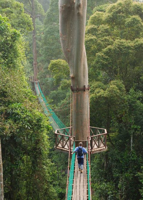 Summer Bucket List: Hike the Borneo Rainforest Canopy Walkway #SwitchItUp Canopy Walkway, Borneo Rainforest, Rainforest Canopy, Port Dickson, Kuala Terengganu, Pulau Pinang, Orang Utan, Kota Bharu, George Town