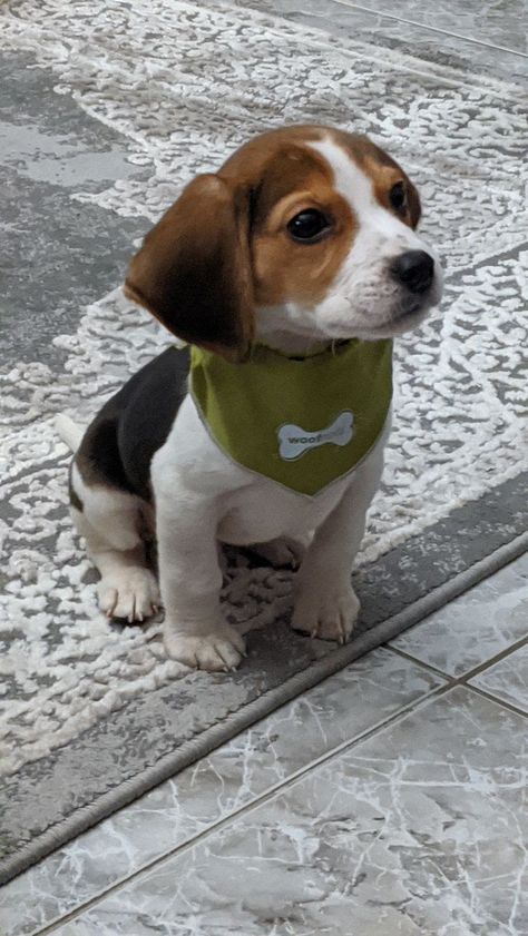 Begal Dogs Full Grown, Begal Puppies, Begal Dogs, Beagle Aesthetics, Cute Beagle Puppies, Types Of Bellies, Mini Beagle, Baby Beagle, Puppy Dog Pictures