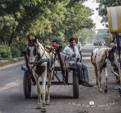 Tonga, Incredible India, Photographer Photography, Agra, Fall 2015, Bagpack, Taj Mahal, Horses, India