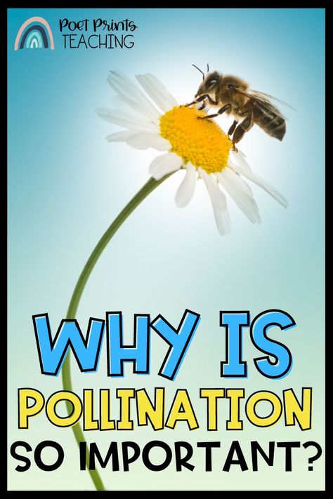 Pollination is one of the most important processes in nature and directly affects the health of our planet. Kids of all ages should learn the basics of pollination and its incredible impact on the environment. It's essential for us to understand how pollination works and its importance for our planet's continued survival. So read more on the blog to find out why pollination is important for kids to understand! Pollinator Lessons For Kids, Pollination Science Project, Self Pollination And Cross Pollination, Pollination Preschool, Bee Pollination Activities For Kids, Bee Activities Kindergarten, Pollinators For Kids, Bee Pollination Activity, Pollinator Activities For Kids