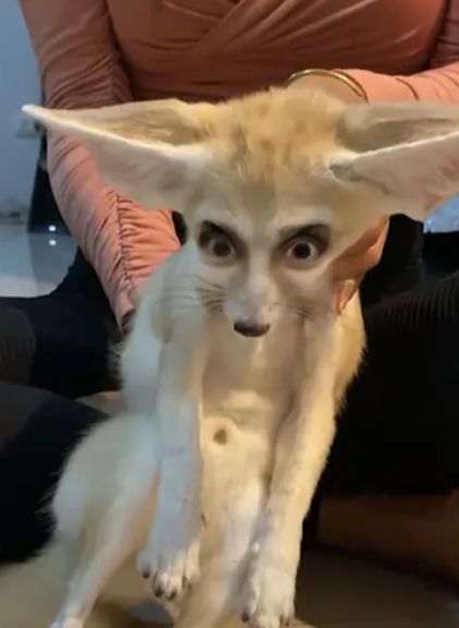 Scary and cursed middle aged fennec fox Cursed Fox Images, Fennec Fox Fursona, Fennec Fox Cute, Silly Fox, Zorro Fennec, Fox Human, Fox Pfp, Fox Memes, Silly Cars