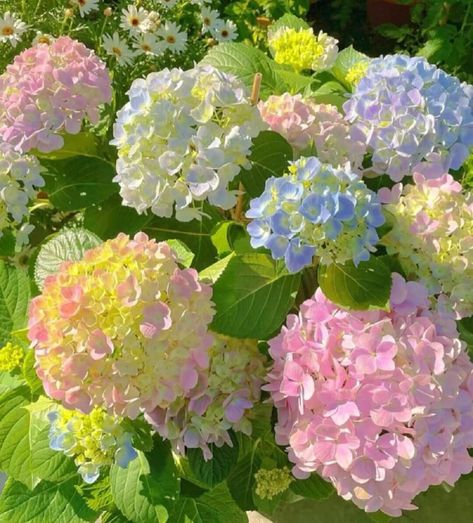 Kidcore Wallpaper, Pretty Flowers Pictures, Nothing But Flowers, Pretty Landscapes, Flower Therapy, Pretty Plants, Beautiful Flowers Pictures, Hydrangea Flower, Flowers Nature