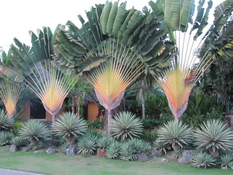 This is the front of the garden from Kenya. Ravenala Madagascariensis, Florida Nursery, Sago Palm Tree, Palm Tree Flowers, Travellers Palm, Paradise Plant, Tropical Backyard, Plantas Bonsai, Matka Natura