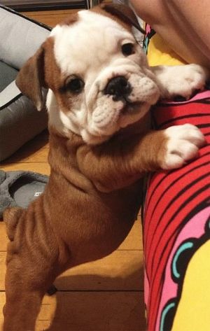 Mini Bulldog, White Bulldog, Cute Puppy Pictures, English Bulldogs, Puppy Pictures, Potty Training, Georgia Bulldogs, Bulldog Puppies, Baby Dogs