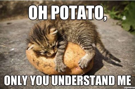 Oh Potato, only you understand me Kitten Love, Cute Kittens, Crazy Cat Lady, Animal Memes, Crazy Cats, Cat Pics, Cat Love, Cat Memes