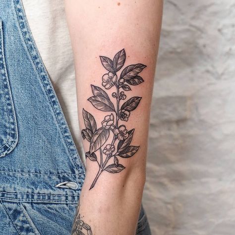 E.K. Chan 🦖 on Instagram: “lil tea plant for @kindsoftstrong - thank you! tea tattoo club 4ev . #torontotattoo #torontoartist #qttr #qpocttt #torontoqttr…” Camellia Sinensis Tattoo, Tea Flower Tattoo, Tea Leaf Tattoo, Tea Leaves Tattoo, Coffee Plant Tattoo, Tokyo Tattoo, Plant Sleeve, Blatt Tattoos, Botanisches Tattoo