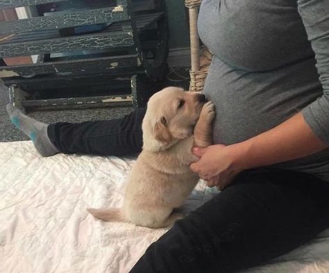 16 Pics Of Golden Retriever To Make Your Day | Page 3 of 3 | PetPress Heartwarming Pictures, Pure Love, Retriever Puppy, A Puppy, Sweet Animals, Baby Dogs, Dog Pictures, Dog Love