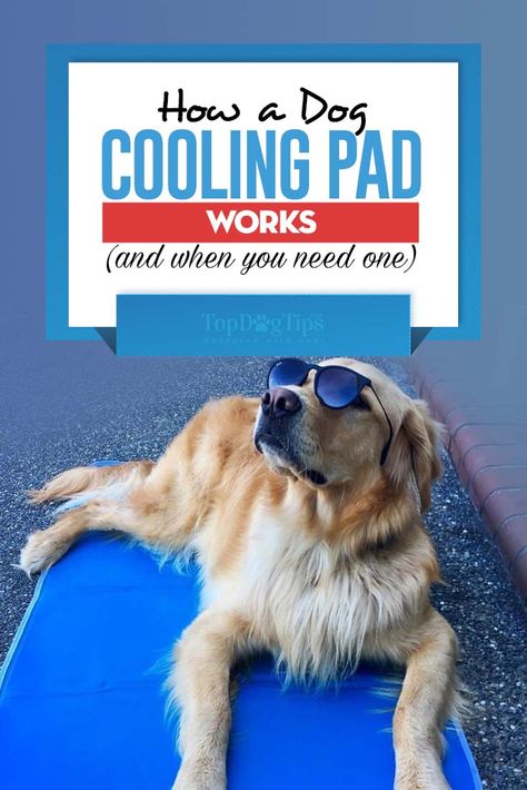 Diy Dog Cooling Ideas, Diy Cooling Mat For Dogs, Diy Dog Cooling Mat, Keep Dogs Cool In Summer Ideas, Keeping Dogs Cool In Summer, How To Keep Dogs Cool In The Summer, Cooling Mat For Dogs, How To Keep Your Dog Cool In The Summer, Cooling Dog Bed