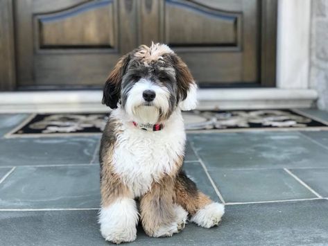 Bernedoodle Size Full Grown: How Big Do Bernedoodles Get? (Tiny, Mini, Medium, Standard) Toy Bernedoodle Full Grown, Full Grown Mini Bernedoodle, Mini Sheepadoodle Full Grown, Mini Bernedoodle Full Grown, Bernedoodle Full Grown, Standard Bernedoodle, Bernese Mountain Dog Poodle, Puppy Growth Chart, Tiny Toy Poodle