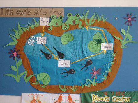 Life Cycle of a Frog classroom display photo from 'Newbie Teacher' Frog Life Cycle Activities, Frog Classroom, Life Cycle Of A Frog, Frog Activities, Frog Life Cycle, Life Cycles Activities, Lifecycle Of A Frog, Frog Life, Frog Theme