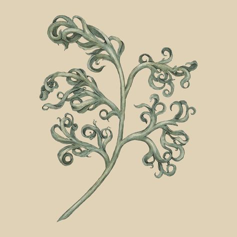 A fun little personal project: designing my own curtains! I created this pattern, inspired by the abundant mugwort I planted earlier this… | Instagram Mugwort Tattoo, Motherwort Drawing, How To Grow Mugwort, Mugwort Illustration, Dried Mugwort, Plant Art, Leg Tattoos, Book Journal, Herbs