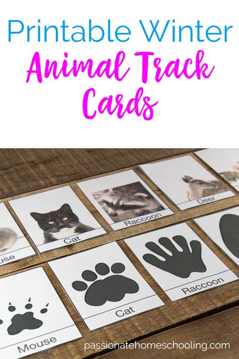 These free printable animal track cards are perfect for a winter nature game. With a focus on animals your likely to find around your home in the winter. Use these cards to help your children identify animal tracks or play matching games. #freeprintable #homeschool #naturestudy #unitstudy Animal Tracks In Snow, Childcare Crafts, Nature Games, Animal Footprints, Nature School, Animal Tracks, Winter Preschool, Printable Animals, Animal Activities