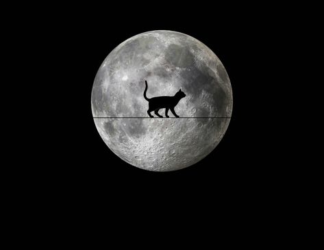 Full Moon And Black Cat Free Stock Photo - Public Domain Pictures Cat And Moon Wallpaper, Black Cat Images, Moon Cosmetics, Cat On Moon, Inside Cat, Full Moon Tattoo, Cat And Moon, 90s Wallpaper Hip Hop, Button Ideas