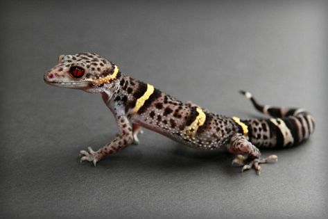 Reptile Eye, Gargoyle Gecko, Lizard Species, Nature Reference, Large Lizards, Leopard Baby, Pet Lizards, Leopard Geckos, Green Iguana