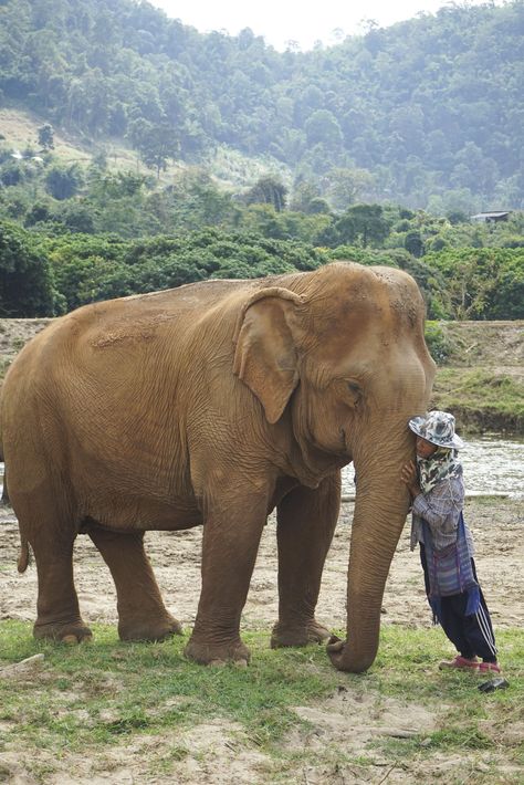 Elephant Nature Park — Shannon Did What Group Of Elephants, Male Elephant, Pad See Ew, Elephant Nature Park, Nature Park, Small Towel, Favorite Animals, Feeding Time, Broken Leg