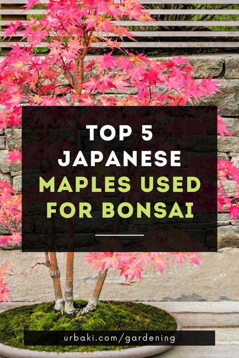 Japanese Maple Bonsai Tree, Bonsai Maple Tree, Types Of Bonsai Trees, Bonsai Landscape, Japanese Maple Bonsai, Garden Bonsai Tree, Bonsai Fruit Tree, Tree Types, Bonsai Diy