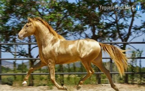 Beautiful Golden Horse Pre Stallion, Akhal-teke, Ahal Teke, حصان عربي, Unusual Horse, Akhal Teke Horses, Rare Horses, Horse Running, Cai Sălbatici