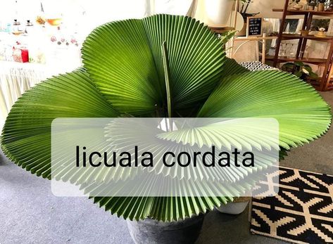 Licula Cordata Plant, Licuala Cordata, Safe House Plants, Indoor Tropical Plants, Sansevieria Plant, Household Plants, Fan Palm, Inside Plants, Plant Decor Indoor