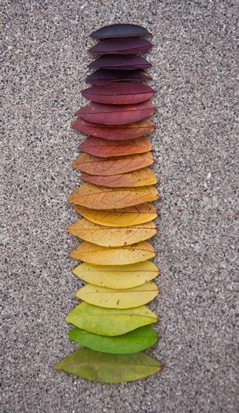 fall leaves for fall decorating Things Organized Neatly, Ephemeral Art, Andy Goldsworthy, Collection Ideas, Nature Crafts, Colorful Leaves, Natural Forms, Leaf Art, Environmental Art