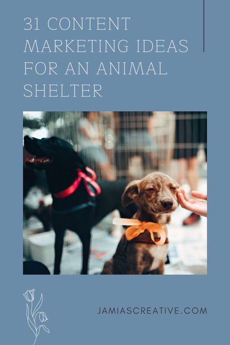 Helping animals find their forever home is your mission. If you’re reading this blog post, chances are that you’re trying to figure out more effective ways to helps animals get adopted. You probably don’t like it when fluffy friends are staying at your shelter for weeks at a time. With content marketing, you can educate families in your neighborhood and help them understand what it takes to adopt a pet. Animal Shelter Design Ideas, Animal Shelter Social Media, Animal Shelter Aesthetic, Animal Rescue Fundraising, Animal Shelter Design, Animal Rescue Ideas, Content Marketing Ideas, Pet Shelter, Shelter Ideas