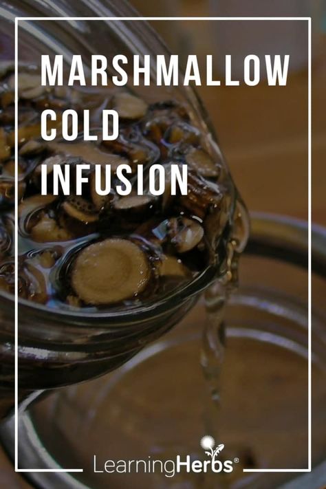 Marshmallow Root Cold Infusion Remedy Marshmallow Root Benefits, Marshmallow Root Tea, Throat Remedies, Sore Throat Remedies, How To Make Marshmallows, Elderberry Gummies, Losing 40 Pounds, Marshmallow Root, Herbal Recipes