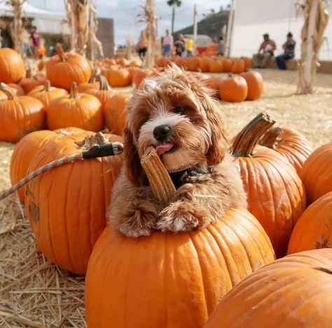 Gallaghers Pumpkin Patch In St Pete Florida Will Open Soon With Cute Fall Vibes - Narcity Halloween Fall Vibes, St Pete Florida, Dog Pumpkin, Pumpkin Queen, Going Shopping, Fall Dog, Red Wagon, Best Pumpkin, Pumpkin Seasoning