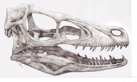 Velociraptor Velociraptor Skull, Gorilla Tattoo, Shading Drawing, Grand Junction Colorado, Dinosaur Tattoos, Animal Skeletons, Dragon Sketch, Paleo Art, Tattoo Project