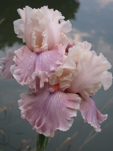 Iris Garden, Bearded Iris, Iris Flowers, Beautiful Blooms, Amazing Flowers, Love Flowers, Pretty Flowers, Dahlia, Flower Power