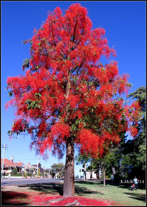 illawarra flame tree_8 Cape York, Patio Trees, Flame Tree, Giant Tree, Australian Native Plants, Unique Trees, House Plants Indoor, Seed Pods, Flowering Trees