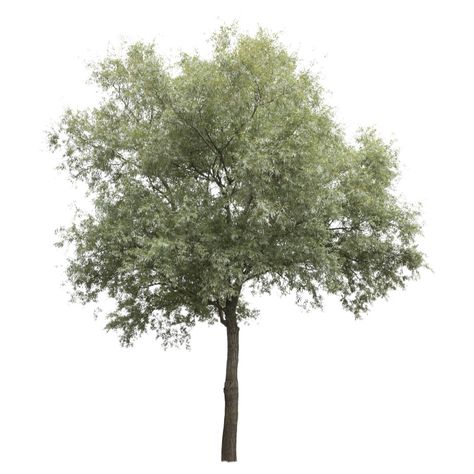 Free cutout tree in PNG - Salix alba Trees Architecture Photoshop, Tree Elevation Photoshop, Trees For Collage, Architecture Tree Png, Trees For Photoshop Architecture, Png Trees Photoshop, Tree Rendering Architecture, Tree Elevation Architecture, Tree Photoshop Architecture