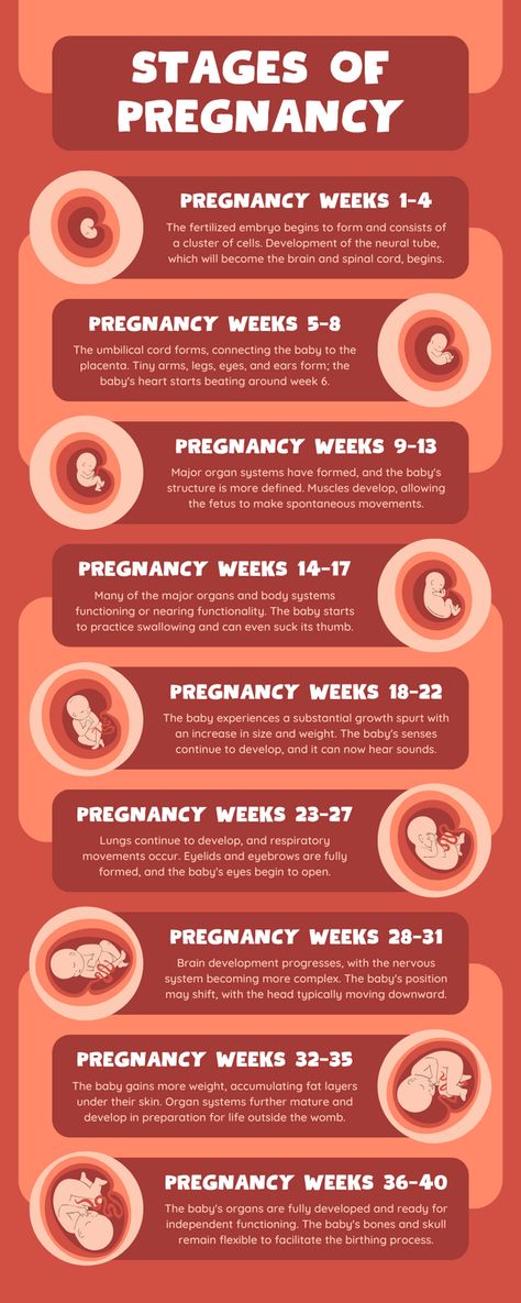 Stages Of Pregnancy Weekly, Seven Weeks Pregnant, Fitness Ebook, Planning To Get Pregnant, Supplement Guide, Postpartum Care Kit, Pregnancy Facts, Stages Of Pregnancy, Pregnancy Fitness