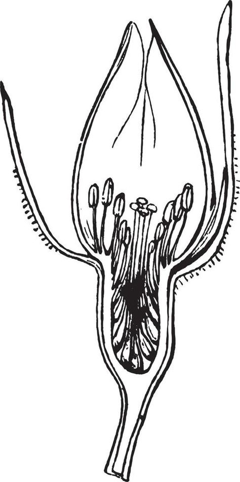 section, rosebud, picture, bud, flower vintage illustration. Bud Illustration, Master Study, Bud Flower, Master Studies, Vector Technology, Study Techniques, Flower Vintage, Illustration Vintage, Rose Buds