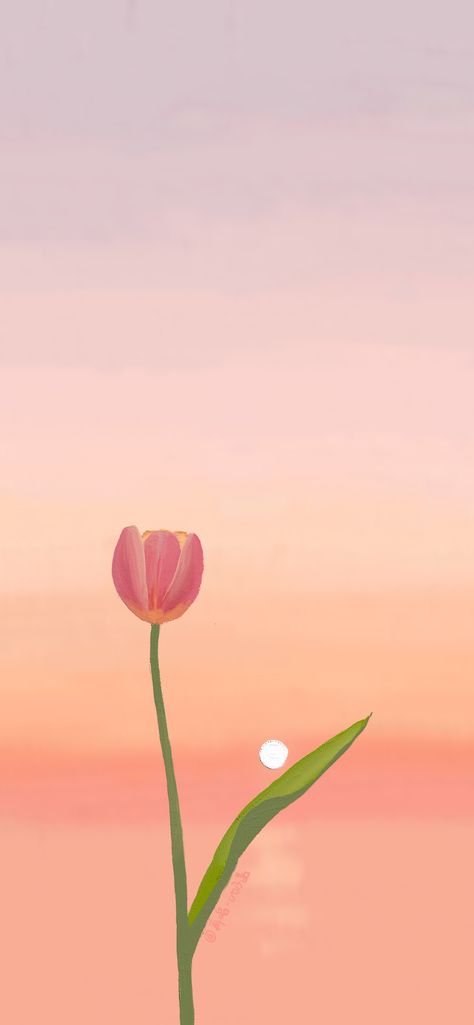 Tulips Wallpaper Painting, Tulips Art Painting Wallpaper, Cute Peach Wallpaper Iphone, Phone Wallpaper Tulips, Tulips Anime, Peach Flower Wallpaper, Cute Tulips Wallpaper, Peach Wallpaper Iphone, Peach Lockscreen