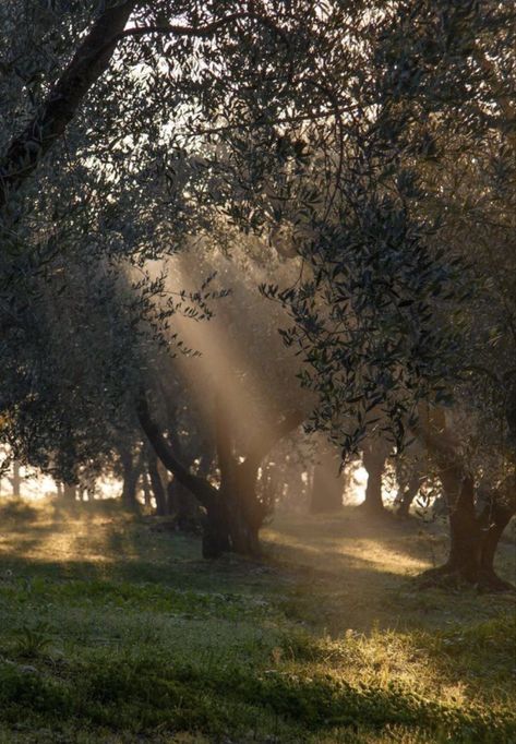 Shining Aesthetic, Pocahontas Disney, Hazel Color, Sun Aesthetic, Forest Sunset, Olive Grove, Forest Girl, Nature Aesthetic, Pretty Places