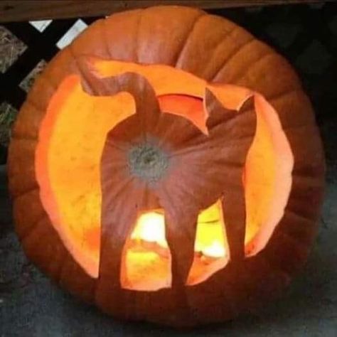 Funny Pumpkin Carving, Pumpkin Carving Idea, Pumpkin Painting Ideas, Carved Pumpkin, Pumpkin Painting, Carving Ideas, A Pumpkin, Pumpkin Carving, A Cat