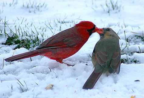 Cardinal Christmas, Northern Cardinal, Weather Underground, Cardinal Birds, Red Bird, Two Birds, Backyard Birds, Pretty Birds, Red Birds