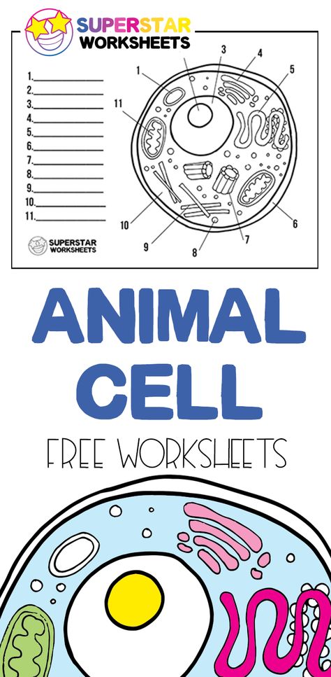 Free printable cell worksheets for coloring pages, label the cell, notebooking, science projects and more!  Print our free science worksheets from SuperstarWorksheets! Cell Worksheets, Superstar Worksheets, Free Science Worksheets, Color Worksheet, Cell Theory, Cells Worksheet, Plant And Animal Cells, Biology Worksheet, Cell Model