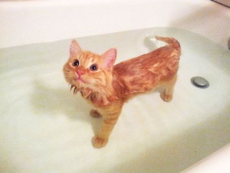 Funny Cats In Water, Söt Katt, Appaloosa, Quarter Horse, Cute Kittens, Orange Cat, Cute Creatures, Cats Meow, 귀여운 동물