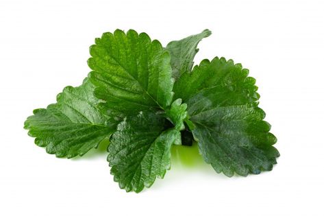 Premium Photo | Green strawberry leaf isolated over white background Strawberry Collage, Strawberry Leaf, Strawberry Plant, Strawberry Leaves, Green Strawberry, Black Background Wallpaper, Strawberry Plants, Background Wallpaper, Premium Photo