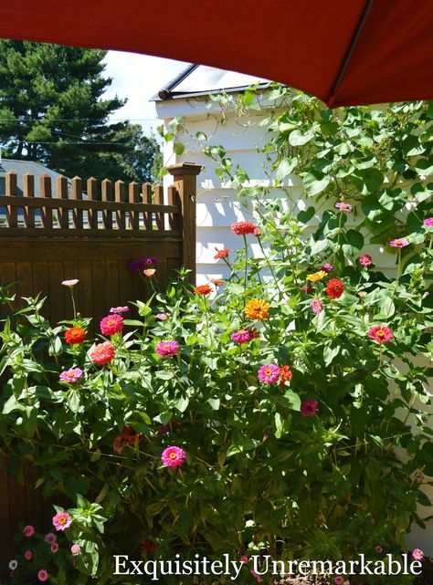 How To Grow Zinnias From Seeds Cottage Style Garden, Zinnia Garden, Path Ideas, Plant Nutrients, Tall Flowers, Stone Path, Clear Blue Sky, Patio Area, Perennial Plants