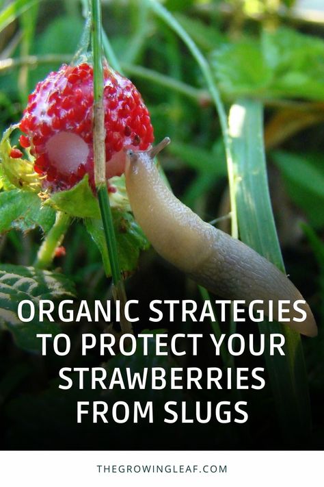 Say goodbye to pesky slugs and protect your sweet, juicy strawberries with these organic gardening tips! 🍓 Discover the power of liquid coffee, garlic spray, and crushed eggshells to fend off these garden invaders. Learn how to enhance your straw mulch and find out about alternative mulches for your strawberry plants. Keep your garden thriving and your strawberries slug-free with these eco-friendly solutions. 🌱🐌 #GardeningTips #Strawberries #OrganicGardening How To Protect Strawberry Plants, Strawberry Plant Care, Growing Berries, Growing Strawberries In Containers, Dirt Therapy, Strawberry Bush, Slugs In Garden, Strawberries In Containers, Strawberry Beds