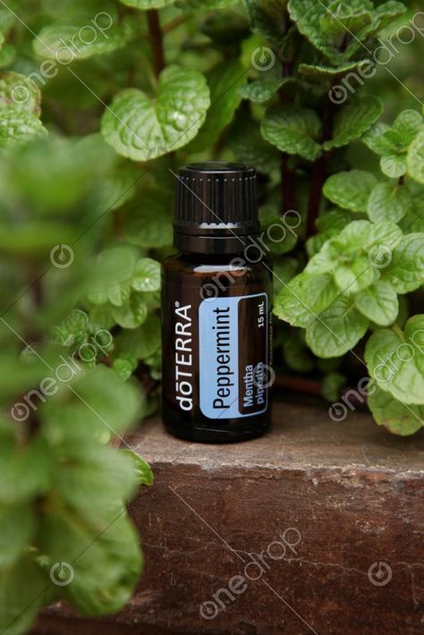 Peppermint Plant, Soap Photography, Peppermint Plants, Doterra Business, Peppermint Scent, Posts On Instagram, Plant Background, Respiratory Health, Scented Oils