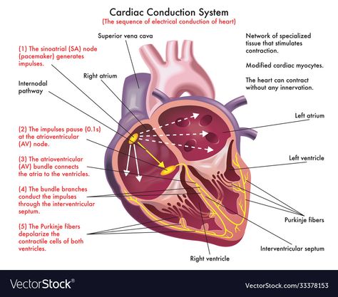 The Heart Diagram, Cardiology Nursing, Heart Diagram, Basic Anatomy And Physiology, Cardiac Nursing, Electrical Diagram, Study Break, Medical School Studying, Medical Coding