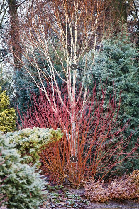 Evergreen Garden, Winter Plants, Garden Shrubs, Have Inspiration, Garden Photography, Woodland Garden, Garden Cottage, Autumn Garden, Front Garden