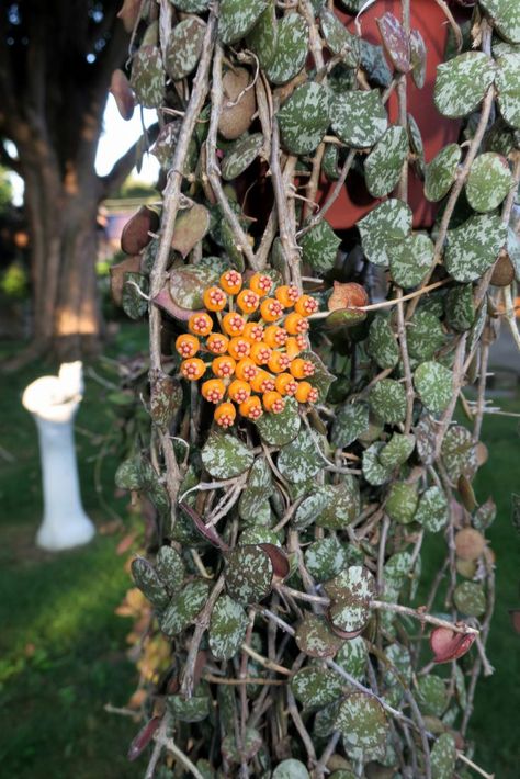 Hoya Waymaniae, Hoyas Plant, Hoya Curtisii, Hoya Plant, Balcony Plants, Succulent Gardening, Wax Flowers, Plant Decor Indoor, Plant Identification