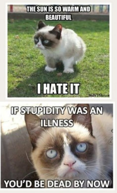 Grumpy Cat Memes, Grumpy Cat Quotes, Emoji Ideas, James Anderson, Cat Humor, Cat Jokes, Cute Animal Memes, Grumpy Cat Humor, Cat Quotes Funny